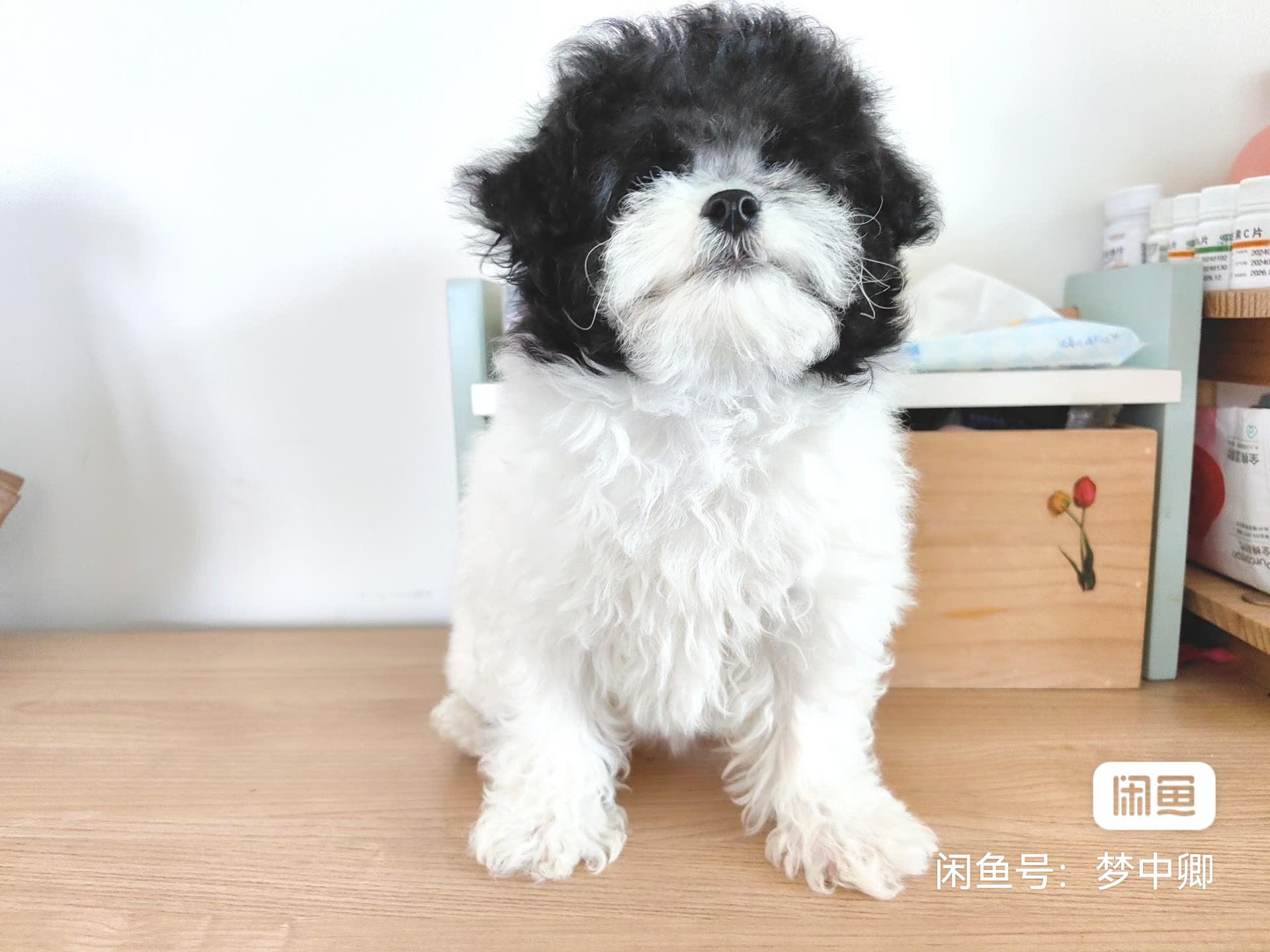 白花泰迪，小体，小母狗超级粘人